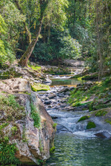 Mountain river surrounded by lush rainforest