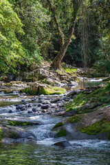 Obraz premium Mountain river surrounded by lush rainforest