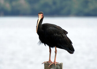 Tapicuru (Phimosus infuscatus) resting on the trunk of a mangrove tree after a good meal with its long curved beak