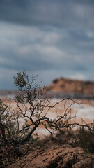 Obraz premium Desert plants with clouds. Small tree in the desert