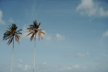 Minimal tropical coconut palm tree in summer with sky background. Copyspace you can put text on....
