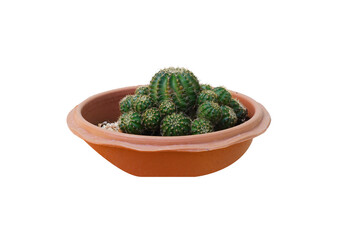 Isolated cactus in clay pot on white background with copy space clipping paths. Cactus with thorns and flower.