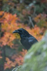 crow, the most intelligent bird, perched on a branch