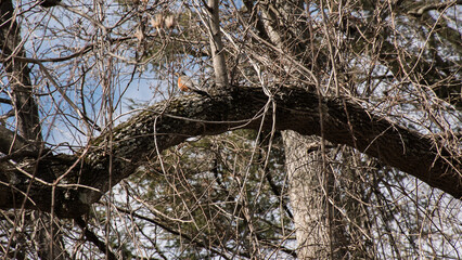 A bird sitting in a tree