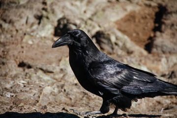 October 10 2018: A northwestern crow, or corvus caurinus, poses for the camera at the Dog Mountain summit lookout in North Vancouver, British Columbia, Canada on a warm and sunny autumn day. 