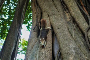 A cute squirrel sits upside down on a thick tree trunk, holding a nut in its paws. Bushy tail, brown with beige fur. Bangkok. Thailand