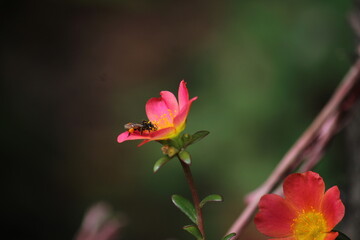 insecto en una portulaca