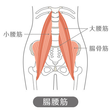 人間の体 腸腰筋（腰の筋肉）
