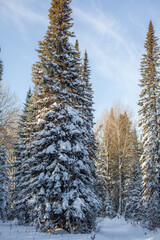 A walk through the winter forest. Beautiful winter landscape.