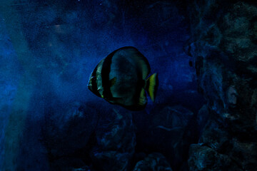 Sea inhabitants in the aquarium, view through the glass. Underwater world in miniature