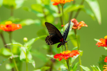 Flowers daisies in summer spring meadow on background blue sky with white clouds, flying orange butterfly, wide format. Summer natural idyllic pastoral landscape, copy space.