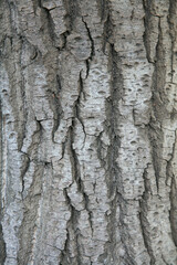 Bark texture background
