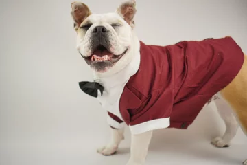 Fotobehang イングリッシュブルドッグ子犬　スーツ衣装リボン　赤色　写真13 © hiro studio