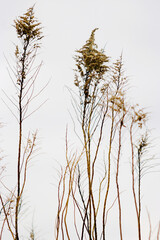 dry grass in the wind