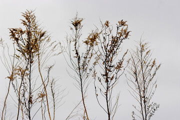 grass in the wind