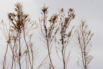 grass in the wind