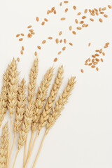 Ears of wheat, ripe seeds close up on white background. Natural cereal plant, harvest time concept