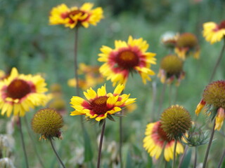 flowers Gaillardia flowering perennial yellow-red