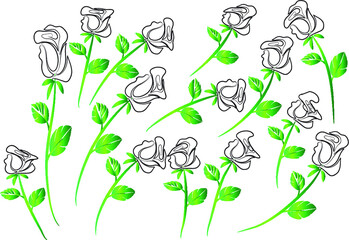 vector drawing white rose background design