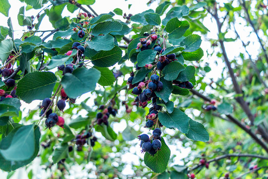 Irga (Amelanchier) is genus of plants of tribe apple (Maleae) of pink family (Rosaceae), deciduous shrub or small tree. Ripe berry on tree