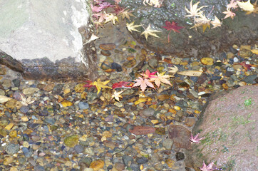 The fallen leaves in little stream