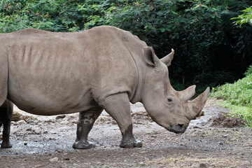 Obraz premium white rhino in the wild