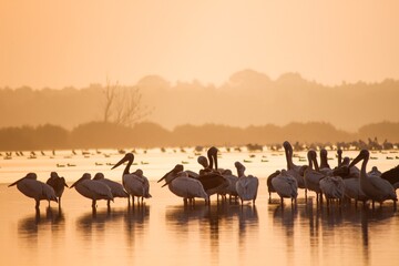 Naklejka premium Great white pelican - Pelican comun - Pelecanus onocrotalus
