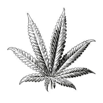 Hand drawn cannabis. Black ink line sketch of marijuana isolated on white background