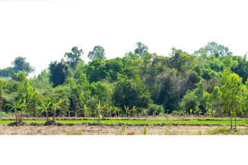 View of a High definition Treeline isolated on a white background, Green trees, Forest and foliage in summer.