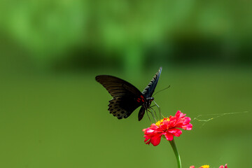 Flowers daisies in summer spring meadow on background blue sky with white clouds, flying orange butterfly, wide format. Summer natural idyllic pastoral landscape, copy space.