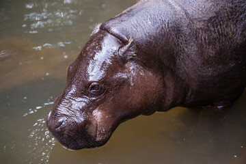 Hippo portrait 6