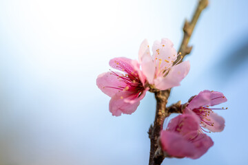 Obraz premium Sakura flowers blooming blossom in Chiang Mai, Thailand
