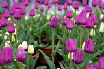 An isolated view of vibrant blooming hot pink and cream colored tulips in red clay pots, with out of focus background