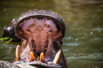 Opening mouth of Hippo  1