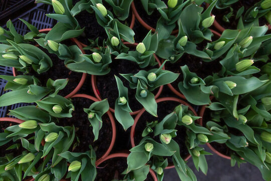 An Overhead View Of A Cluster Of Tulip Plants With Closed Tulip Buds, In Red Clay Pots