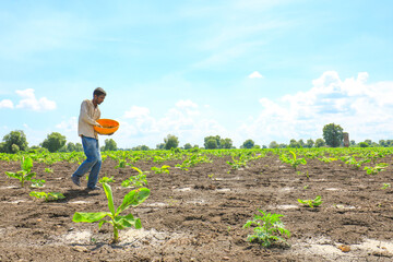 Indian farmer spreading fertilizer in the Banana field