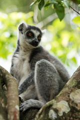 Fototapeta premium Ring Tailed Lemur on a tree 2