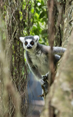 Fototapeta premium Ring Tailed Lemur on a tree 1