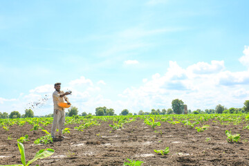 Indian farmer spreading fertilizer in the Banana field