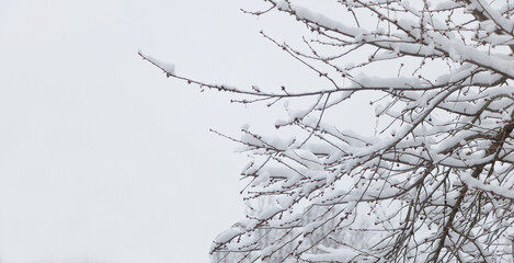 A lot of snow over the trees - Copy space photo