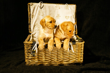 basket of puppies 3