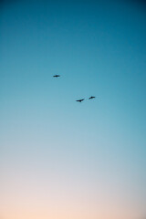 birds in the sky / 空飛ぶ鳥