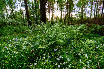 Fototapeta premium stellaria holostea blooming in the meadow and fern in the forest in spring