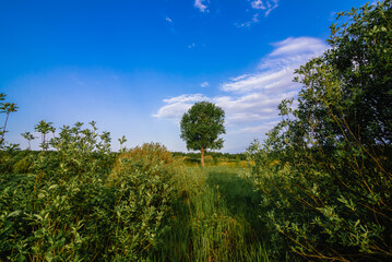 Obraz premium lone tree in a meadow with green grass in summer