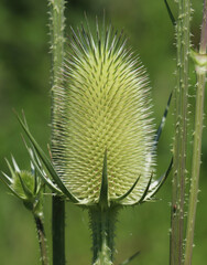 Wilde Karde - Wild teasel
