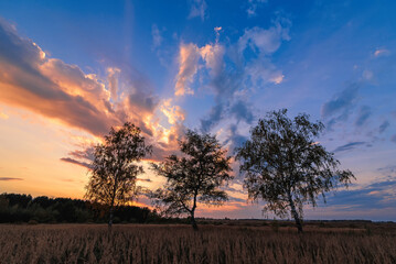 Summer landscape of three birches in a field at sunset or dawn with a beautiful sky