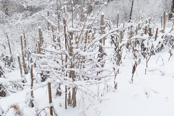 Pomegranate tree in winter time covered with snow - unprotected tree
