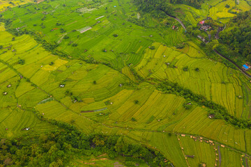 Fototapeta premium Terraced rice fields with small rural farms in Bali, Indonesia Top down overhead aerial birds eye view of lush green paddy field plantations on the hill
