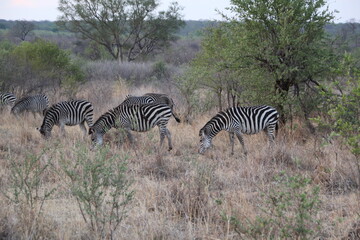 Fototapeta na wymiar Zebra grazing near Victoria Falls, Zimbabwe, Africa.