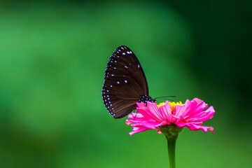 Flowers daisies in summer spring meadow on background blue sky with white clouds, flying orange butterfly, wide format. Summer natural idyllic pastoral landscape, copy space.